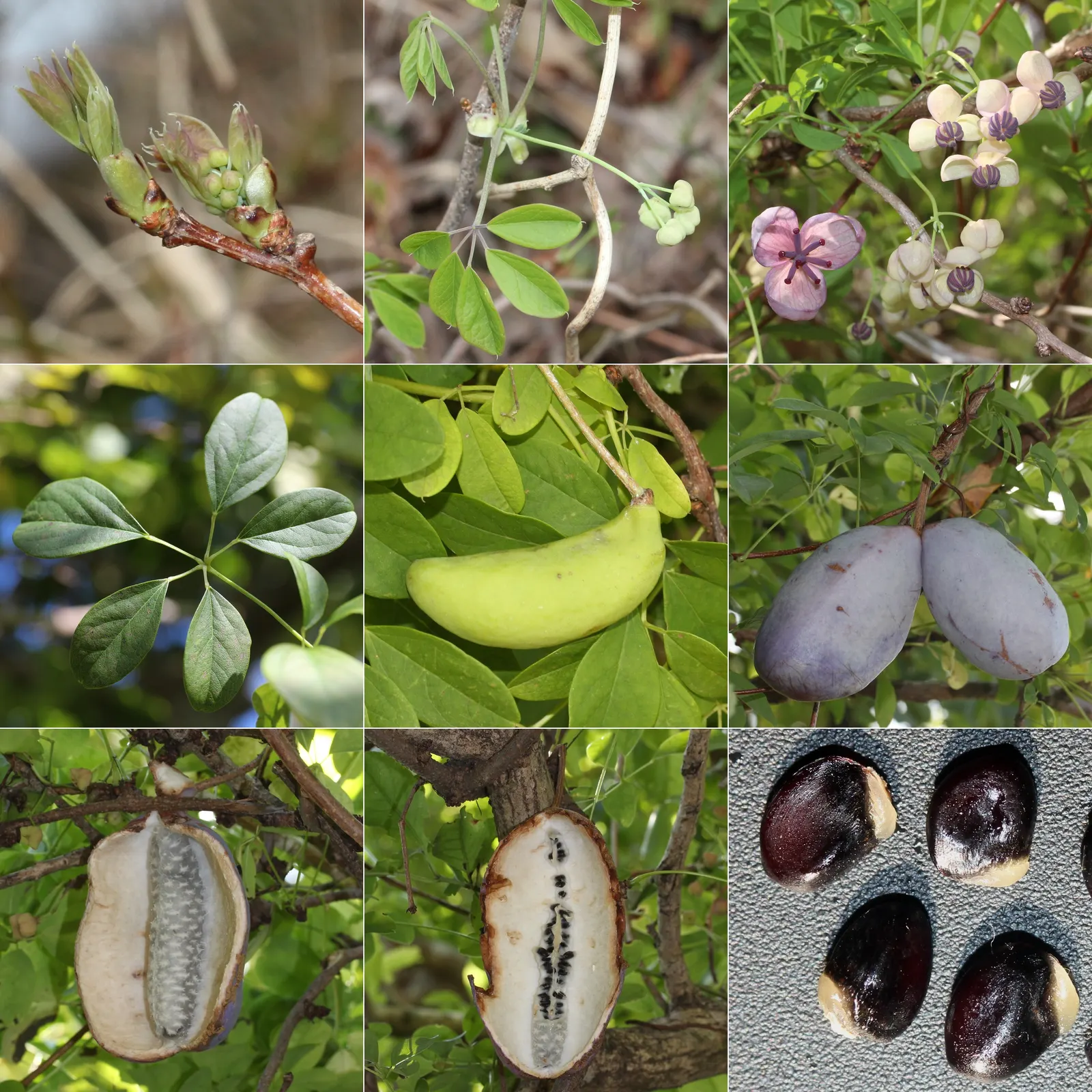 Five-Leaf Akebia (Akebia Quinata) — provided they are well-draining; each approximately 1.5 to 3 inches long