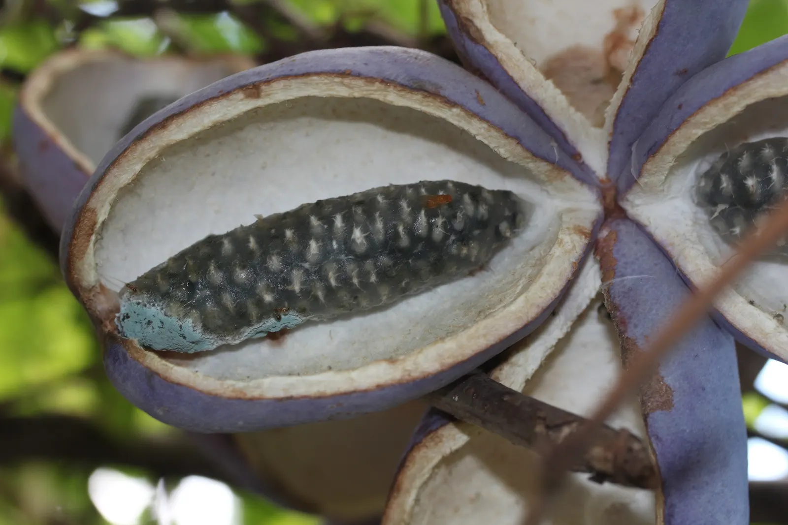 Five-Leaf Akebia (Akebia Quinata) — attracting wildlife while caution is advised due to potential invasiveness
