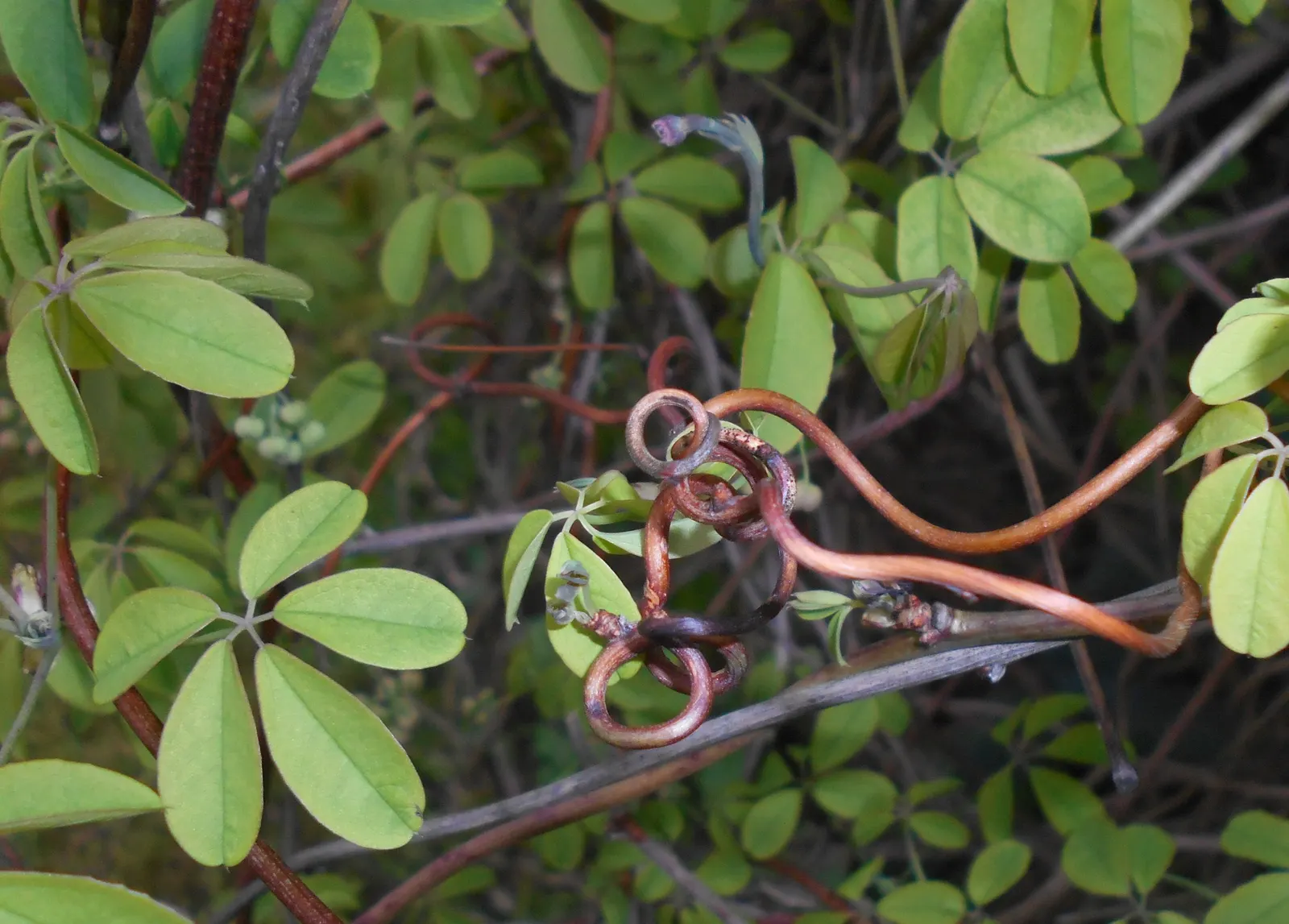Five-Leaf Akebia (Akebia Quinata) — with vines that can rapidly extend upwards of 20 to 30 feet in length