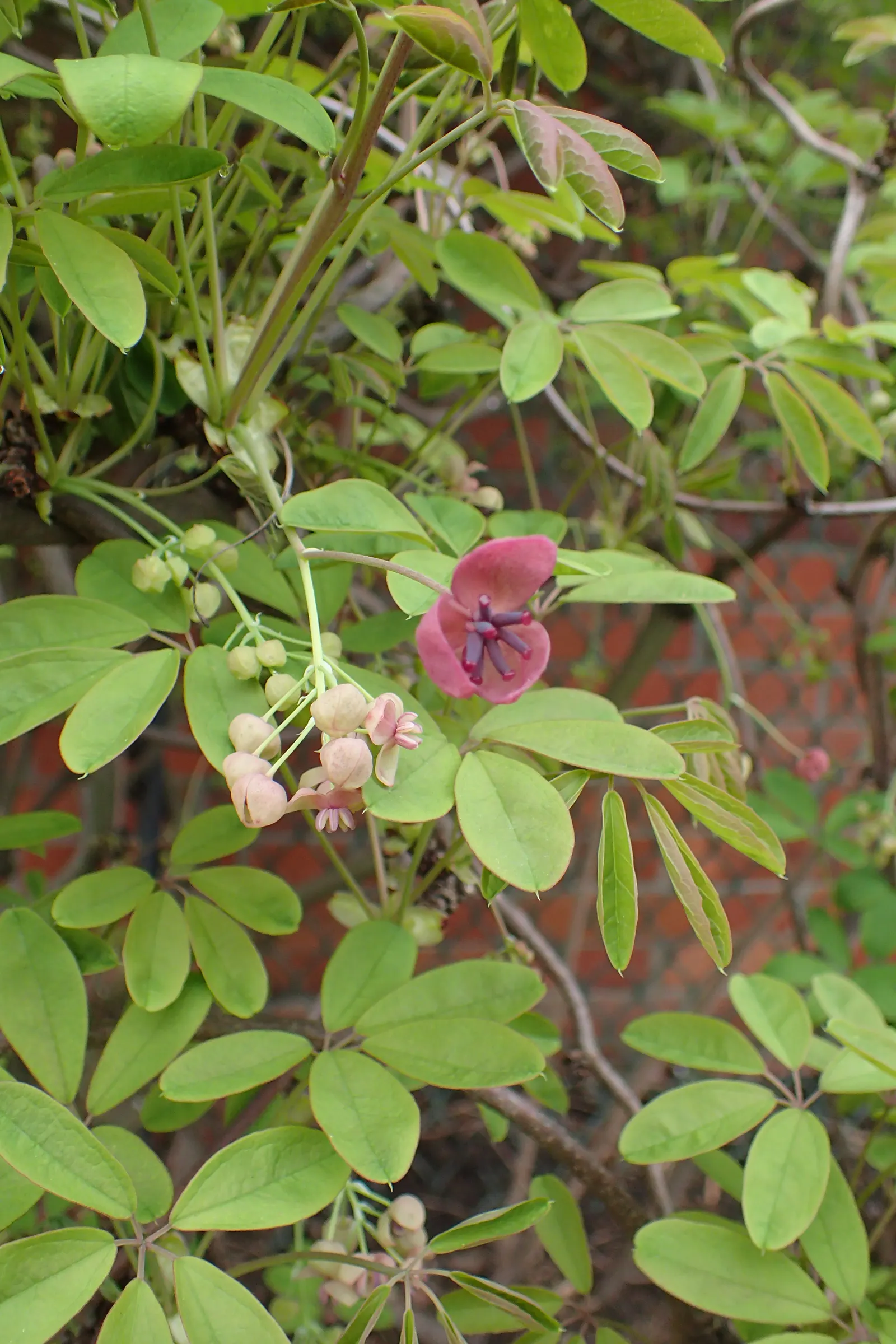 Five-Leaf Akebia (Akebia Quinata) — making it adaptable to various garden settings