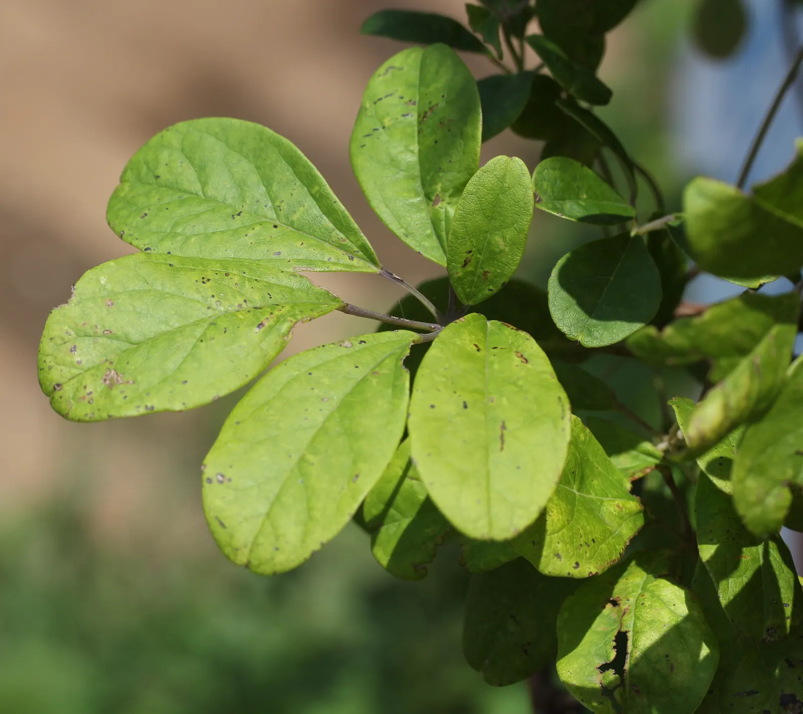 Five-Leaf Akebia (Akebia Quinata) — the Akebia quinata produces an abundance of delicate purplish-brown blossoms