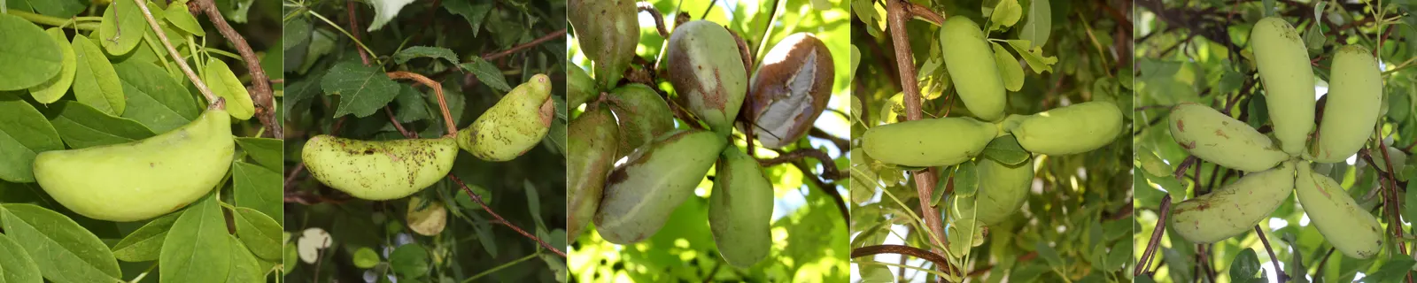 Five-Leaf Akebia (Akebia Quinata) — lending a unique texture and lush green backdrop throughout the growing season, image 41