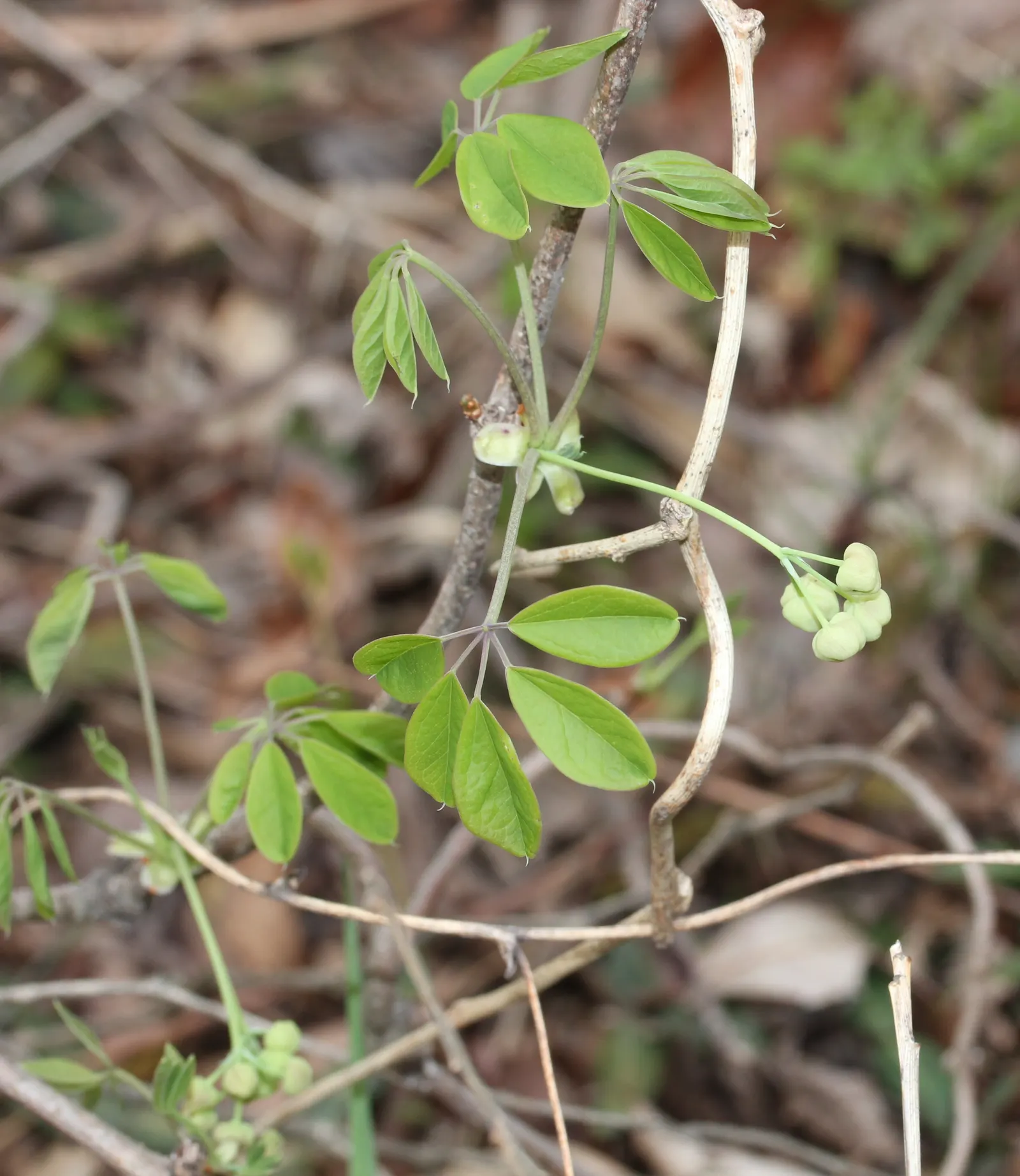 Five-Leaf Akebia (Akebia Quinata) — is a semi-evergreen climber known for its quintet of leaflets on each palmate leaf and fragrant