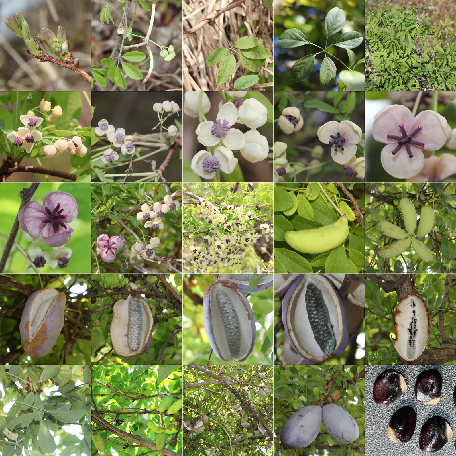 Five-Leaf Akebia (Akebia Quinata) — particularly during extended dry periods