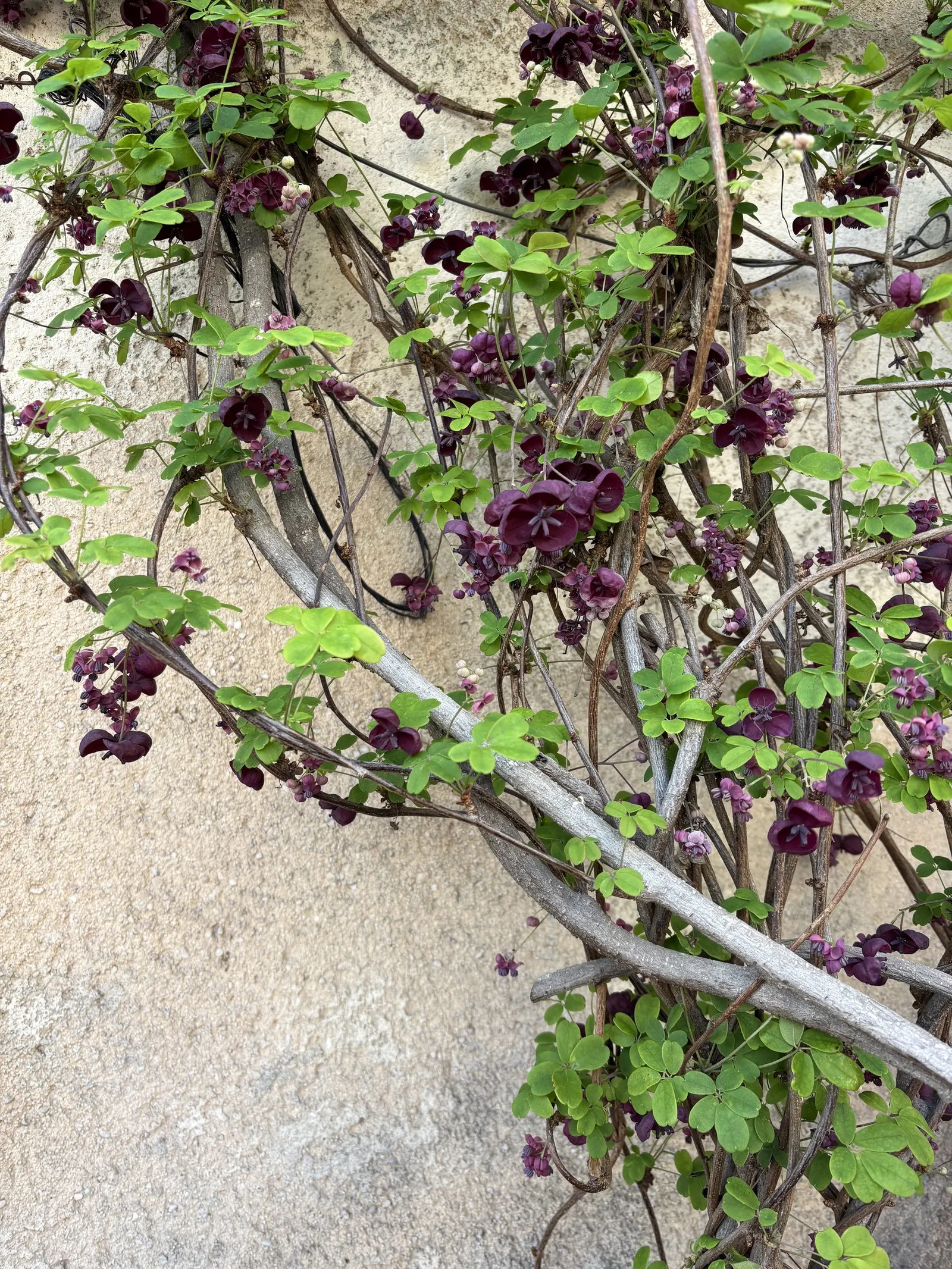 Five-Leaf Akebia (Akebia Quinata) — This twining vine rapidly grows to 20-30 ft., thriving in zones 4-8