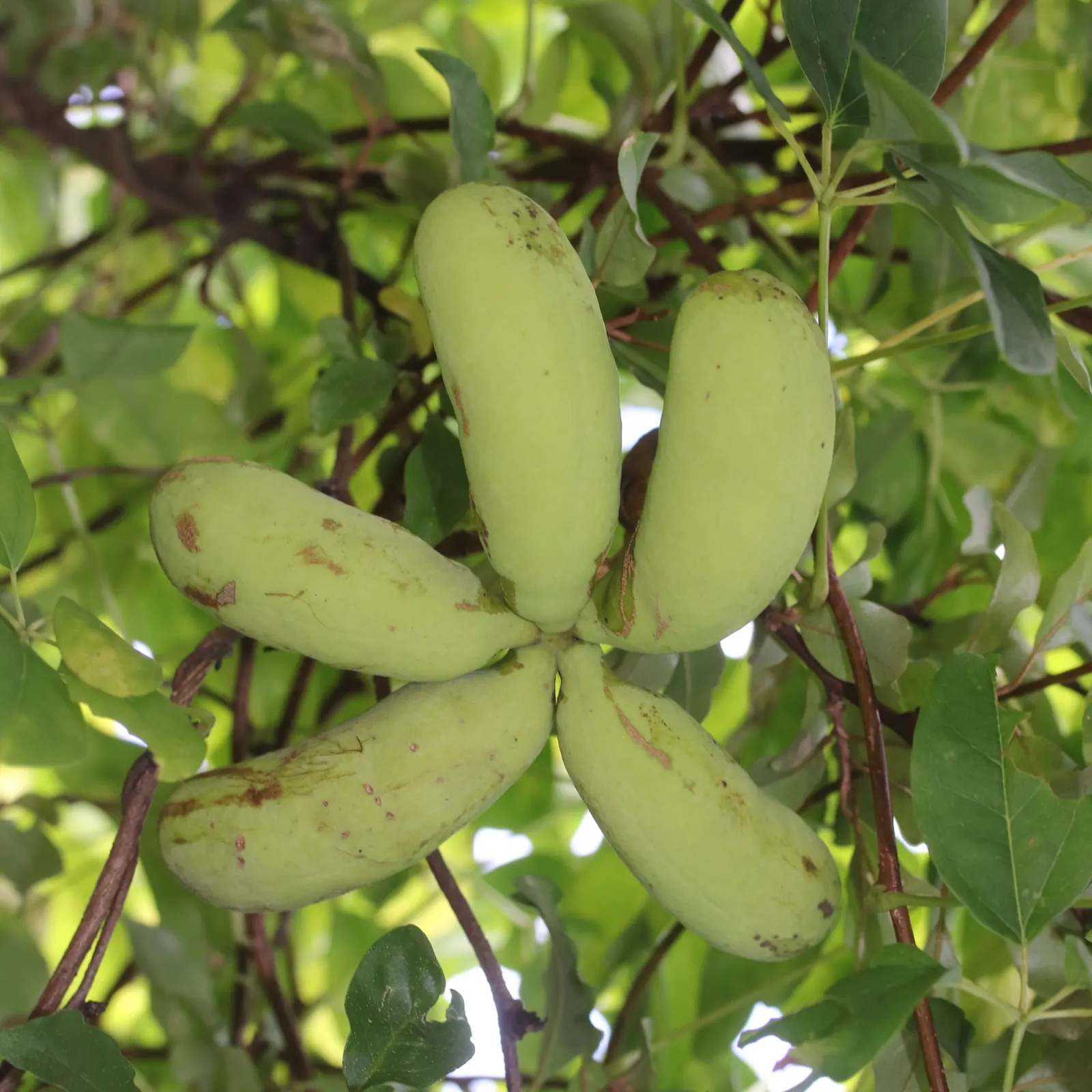 Five-Leaf Akebia (Akebia Quinata) — the Akebia quinata produces an abundance of delicate purplish-brown blossoms; and promote new bud formation