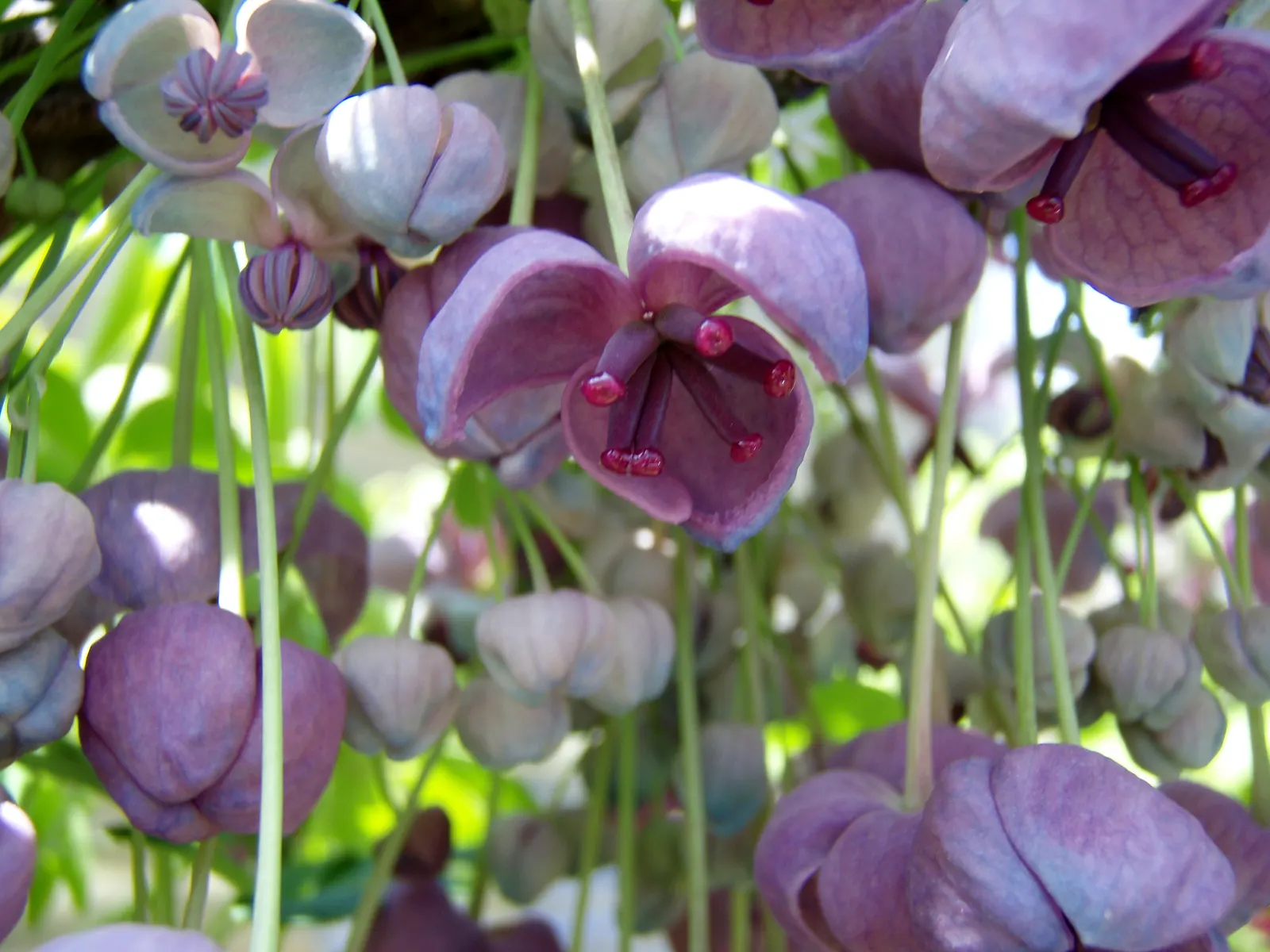 Five-Leaf Akebia (Akebia Quinata) — It prefers full sun to partial shade and well-drained soil, offering ornamental value and screening potential; making it
