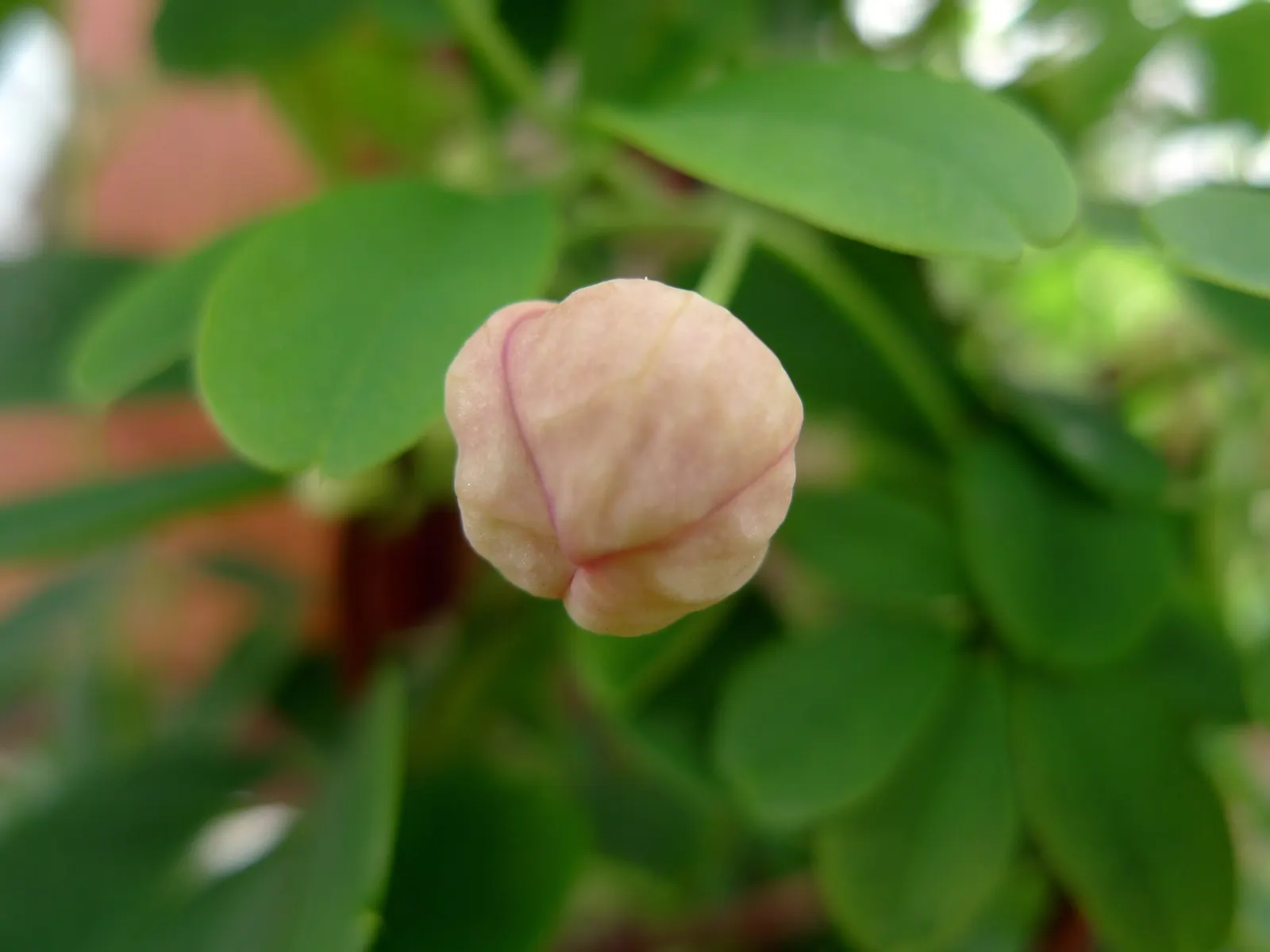 Five-Leaf Akebia (Akebia Quinata) — These blooms have the potential to develop into elongated; this semi-evergreen to deciduous climber