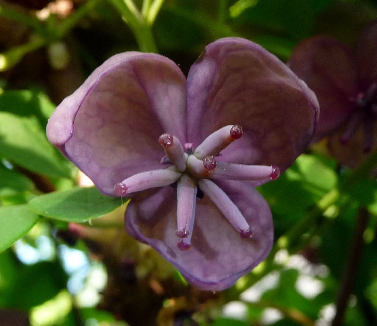 Five-Leaf Akebia (Akebia Quinata) — offering both aesthetic appeal and versatility; although a sunnier spot can enhance blooming