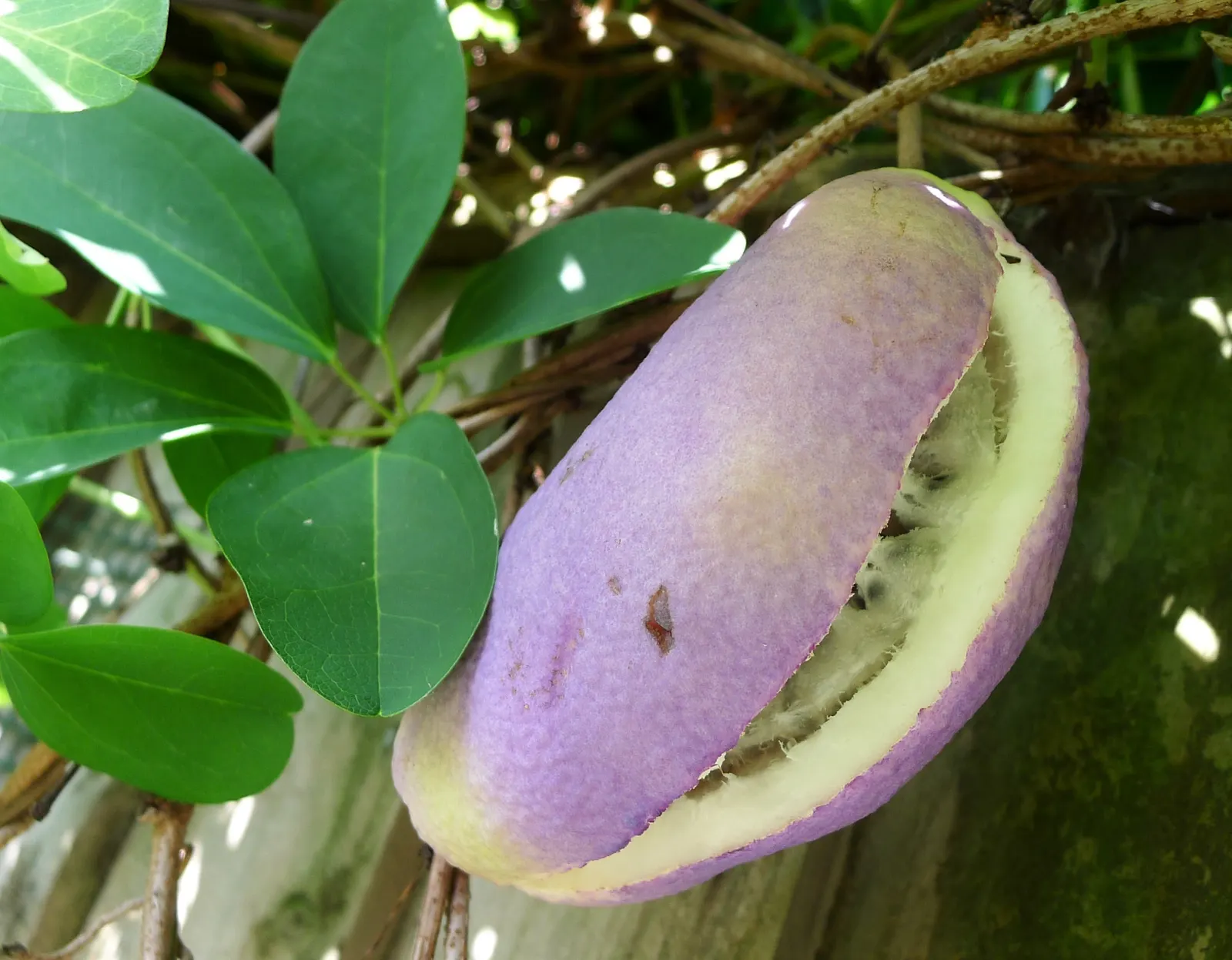 Five-Leaf Akebia (Akebia Quinata) — presents a distinctive addition to any garden; and a spread of about 6 to 9 feet