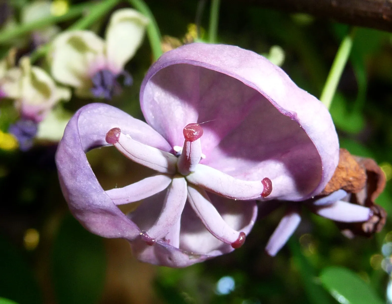 Five-Leaf Akebia (Akebia Quinata) — making it adaptable to various garden settings; the Akebia quinata produces an abundance of delicate purplish-brown blossoms