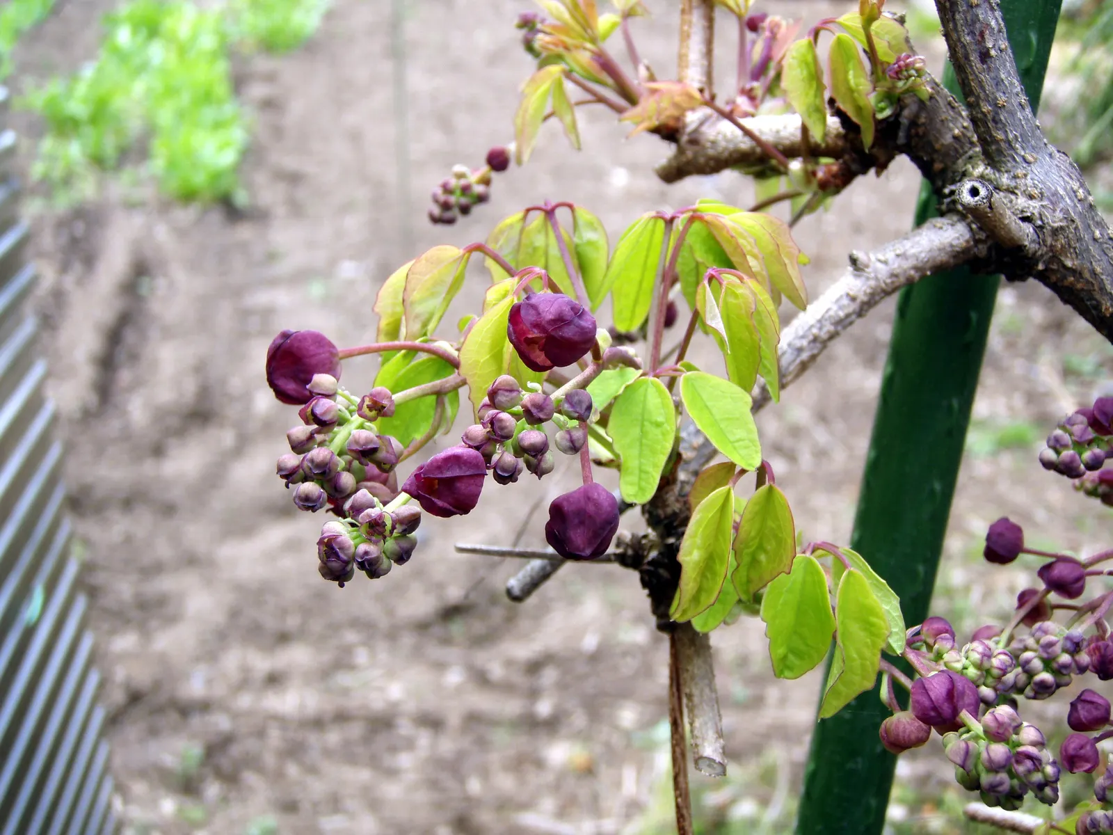 Five-Leaf Akebia (Akebia Quinata) — Pruning is advisable after flowering to maintain shape and size; this twining vine rapidly grows to 20-30 ft., thriving in