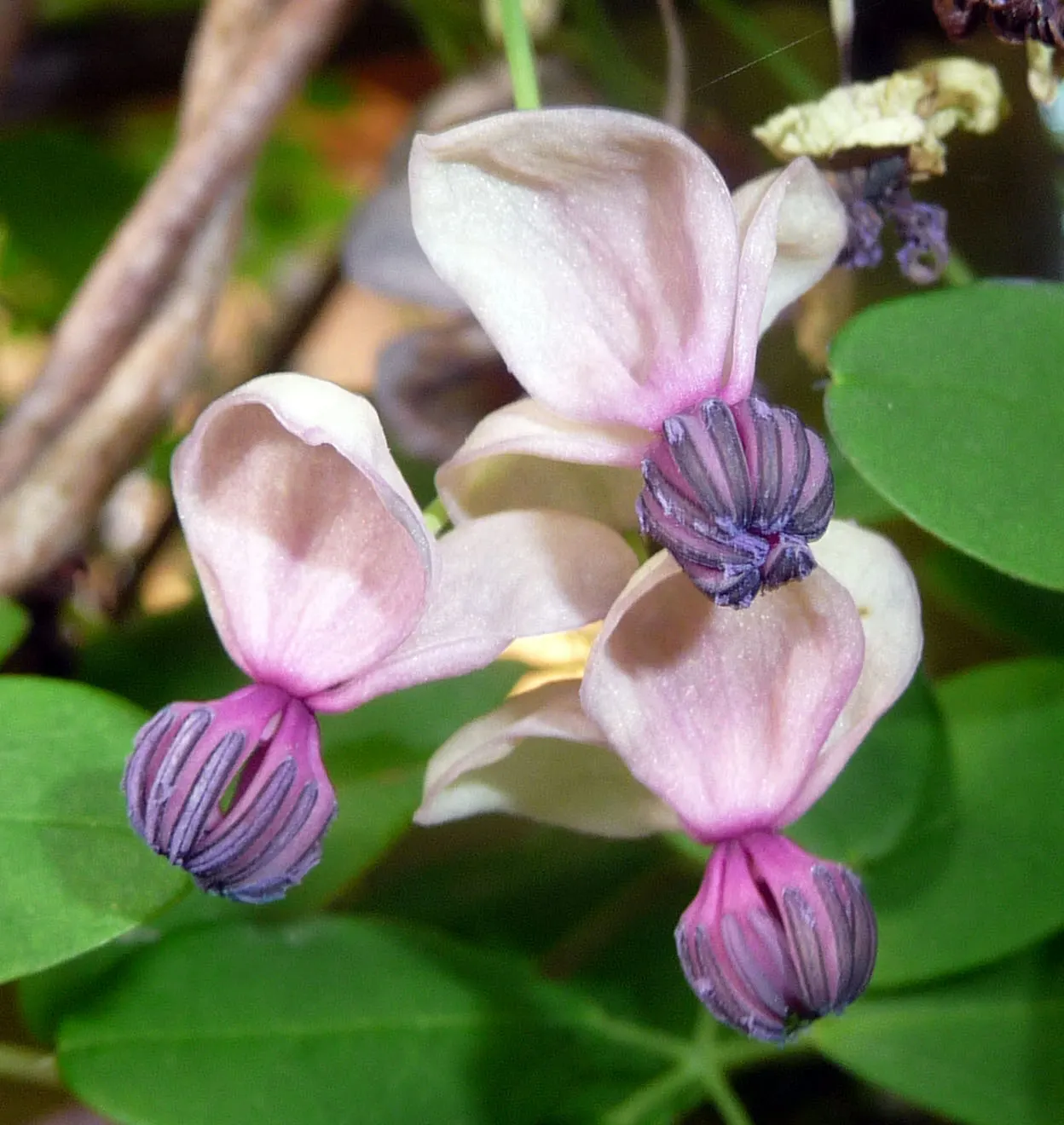 Five-Leaf Akebia (Akebia Quinata) — although a sunnier spot can enhance blooming; regular watering is essential