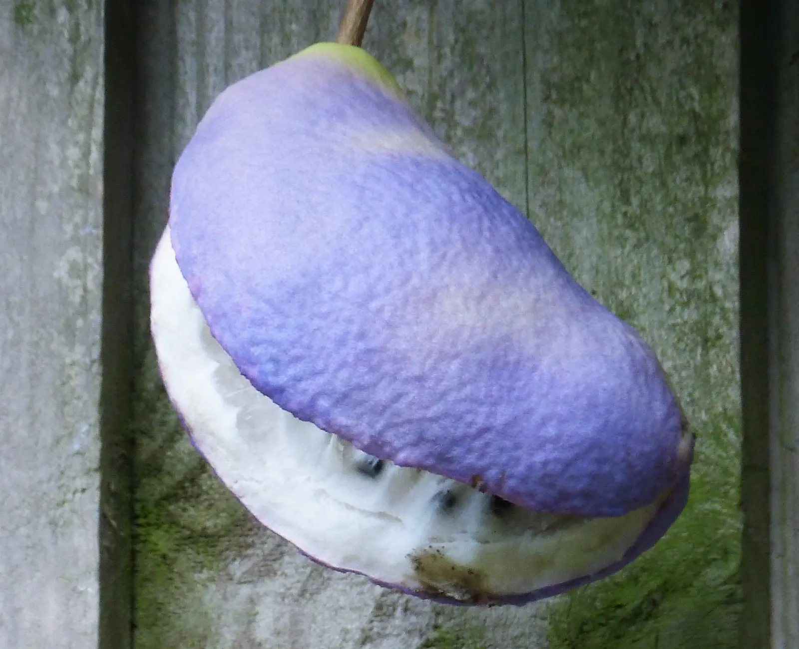 Five-Leaf Akebia (Akebia Quinata) — Berries may follow the spring flowers; purple flowers in the garden