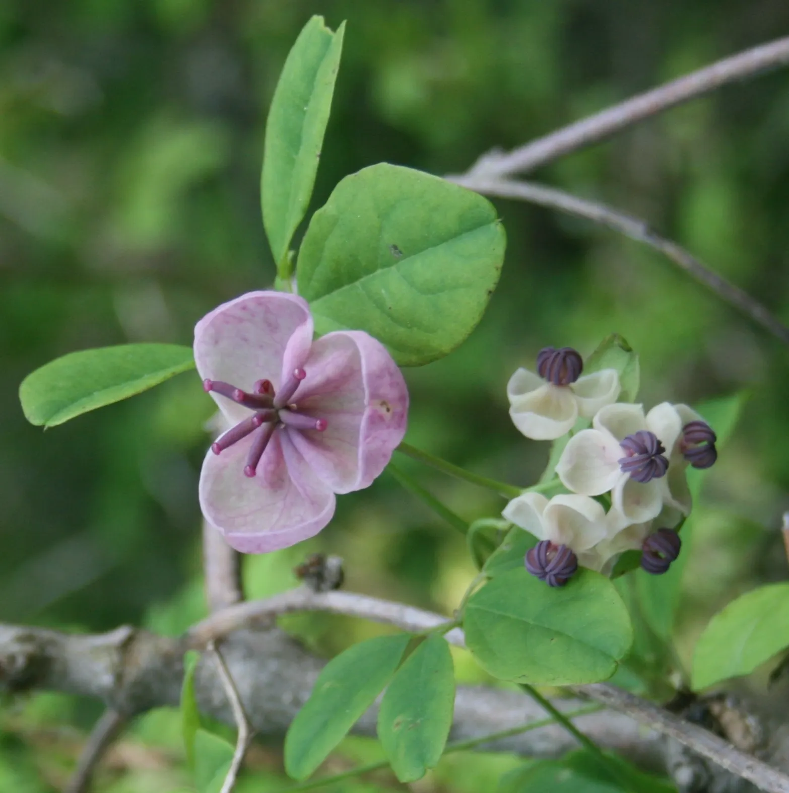 Five-Leaf Akebia (Akebia Quinata) — which are not only attractive but emit a subtle chocolate-like fragrance; is a semi-evergreen climber known for its quintet