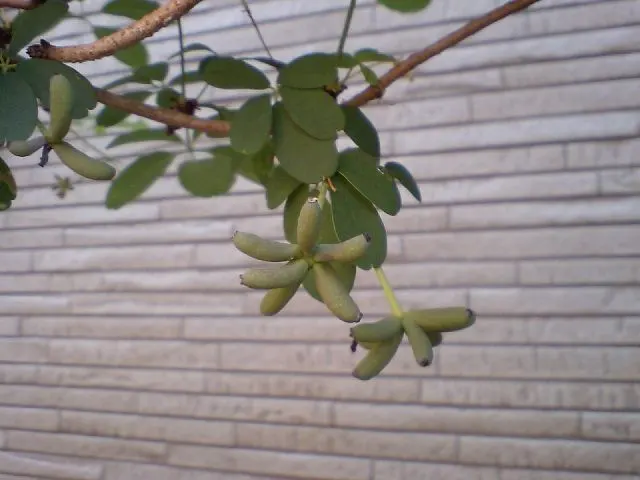Five-Leaf Akebia (Akebia Quinata) — This semi-evergreen to deciduous climber; vine with purple blooms