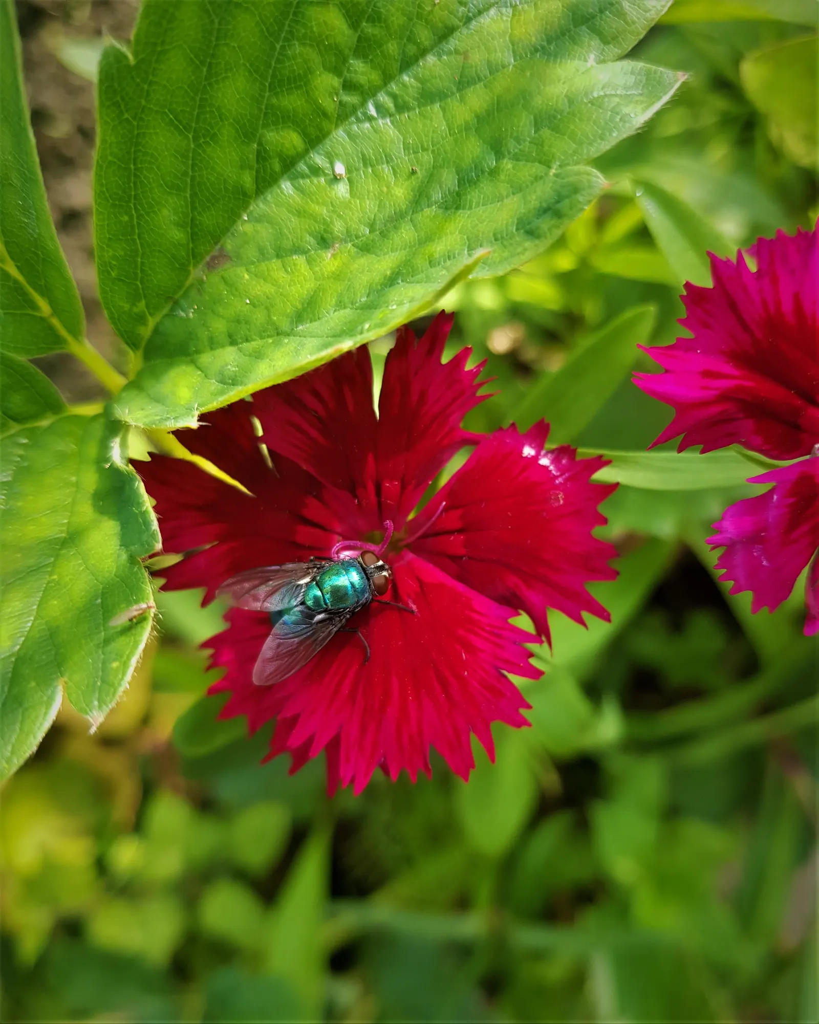 Rose Verbena (Verbena Canadensis) — regular deadheading is recommended to encourage reblooming and prevent self-seeding; sweet William (Dianthus, image 63