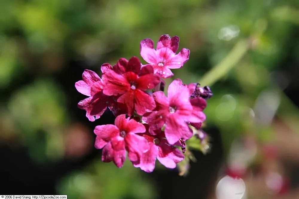 Rose Verbena (Verbena Canadensis) — The leaves are lance-shaped