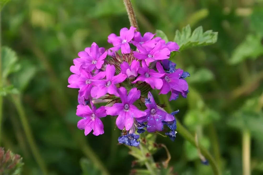 Rose Verbena (Verbena Canadensis) — adding life and movement to your garden's ecosystem; this plant reaches a height of 12 to 18 inches and spreads, image 65