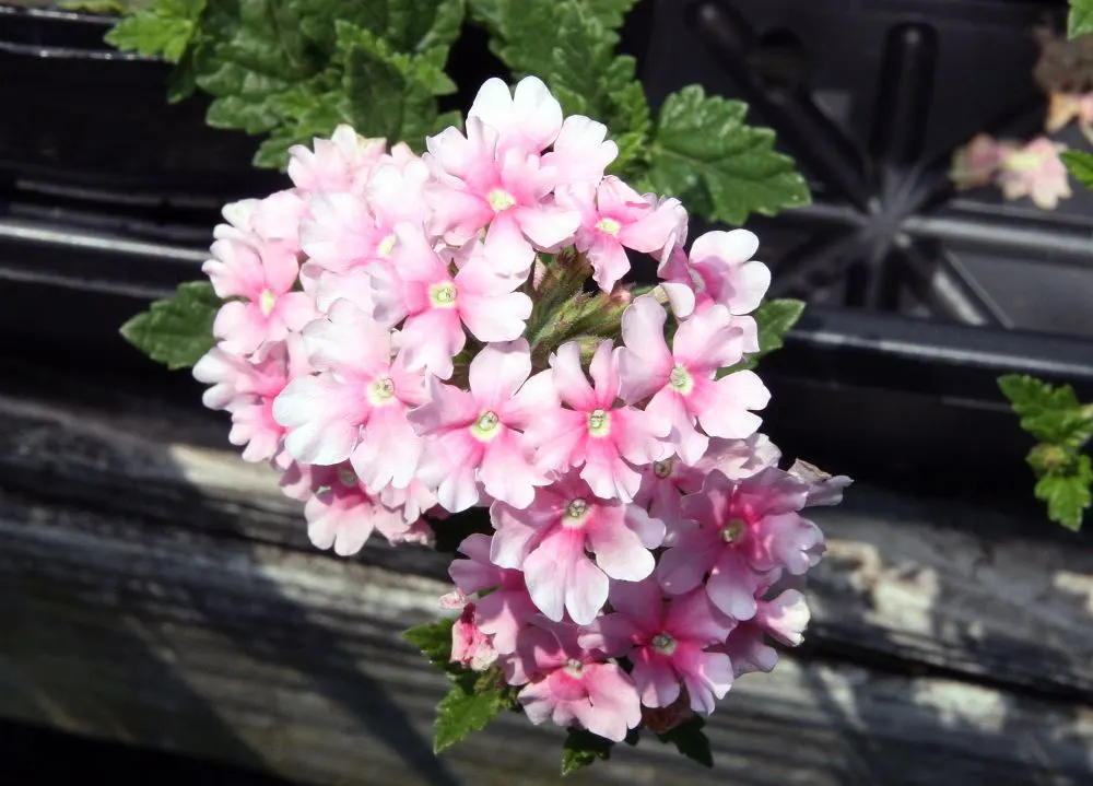 Rose Verbena (Verbena Canadensis) — It performs best in well-drained soil with a pH range of 6.0 to 7.5; adding life and movement to your garden's ecosystem
