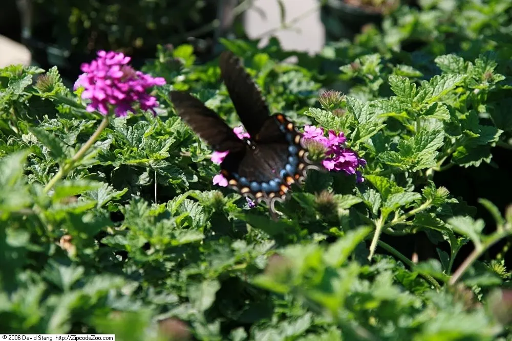 Rose Verbena (Verbena Canadensis) — preferring full sun to partial shade, image 58
