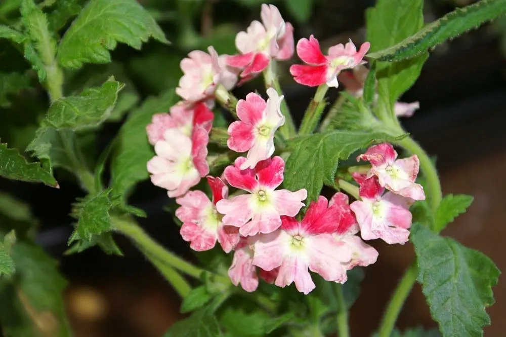 Rose Verbena (Verbena Canadensis) — Sweet William offers delightful fragrance and attracts pollinators while being deer-resistant