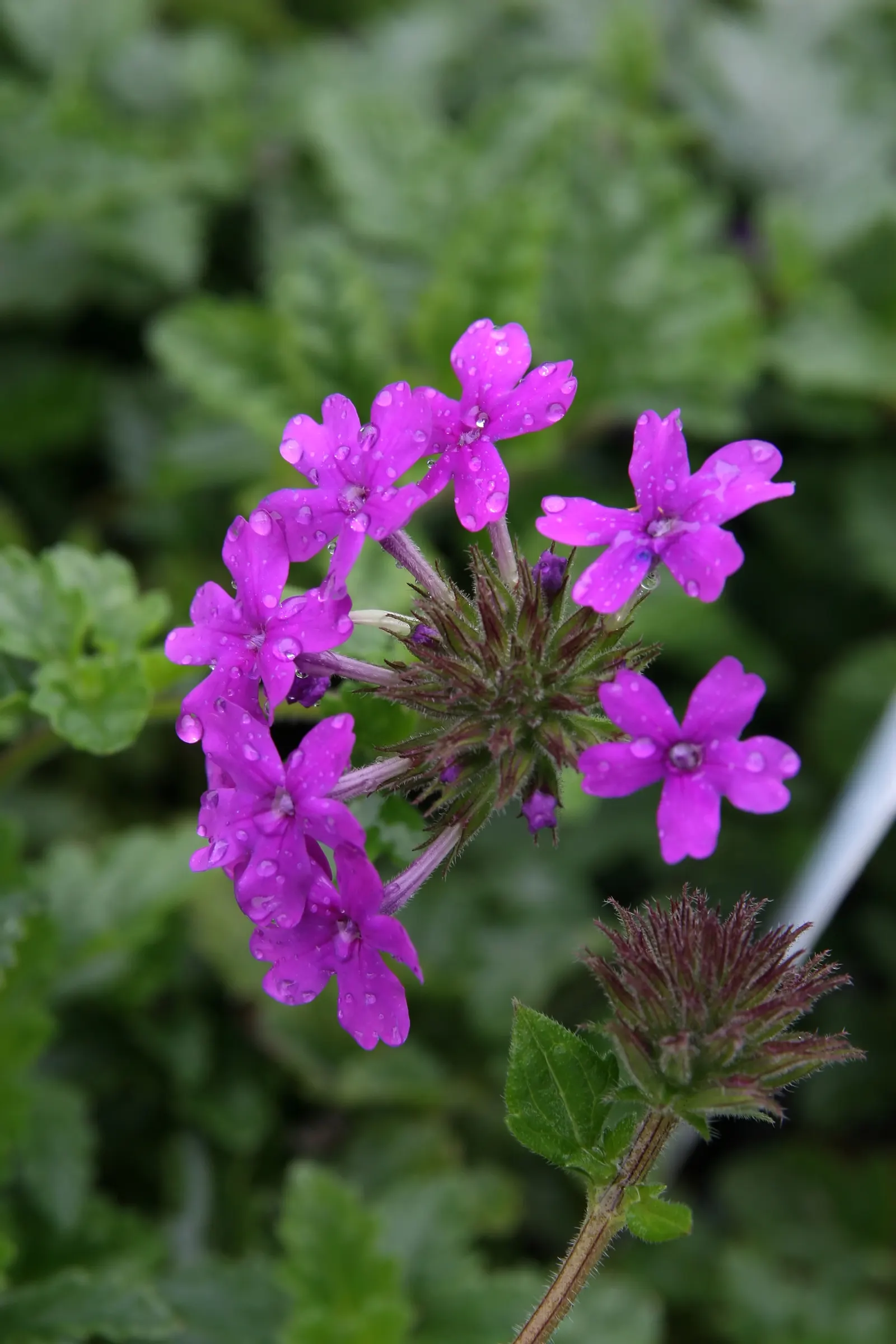 Rose Verbena (Verbena Canadensis) — Sweet William (Dianthus barbatus) boasts a vibrant array of clustered flowers in shades of red; a, image 47