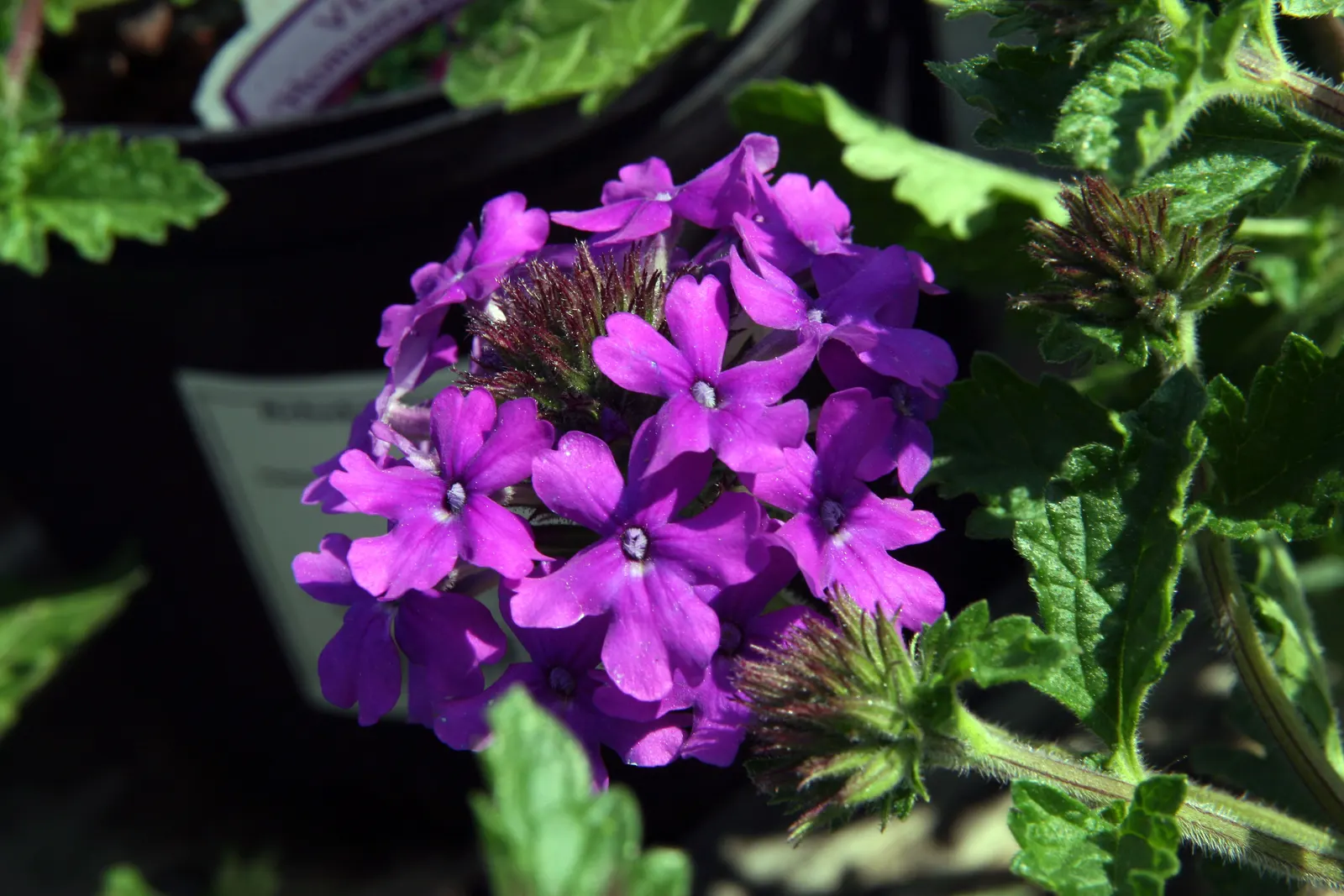 Rose Verbena (Verbena Canadensis) — The leaves are lance-shaped; sweet William offers delightful fragrance and attracts pollinators while being, image 57
