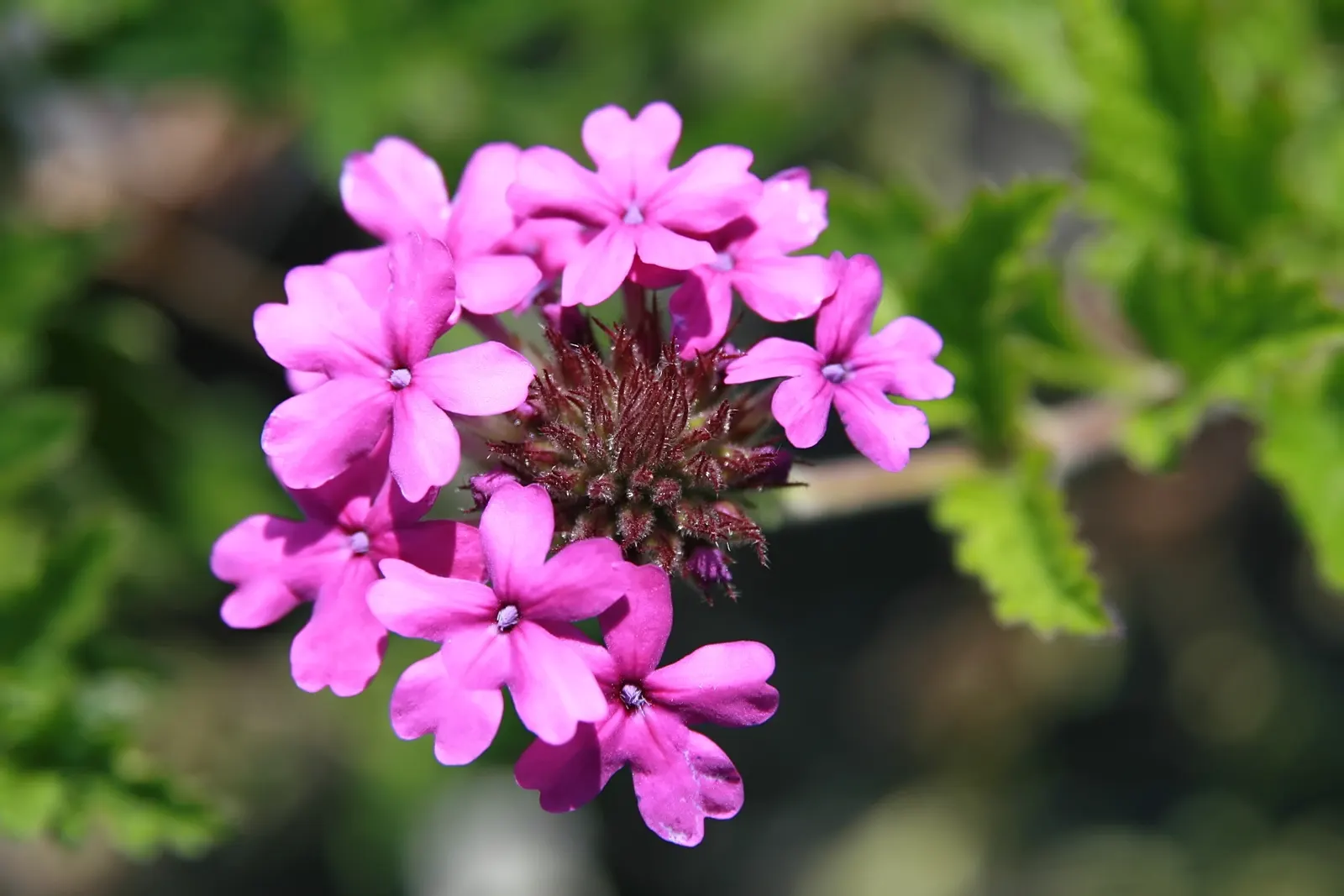 Rose Verbena (Verbena Canadensis) — adding life and movement to your garden's ecosystem