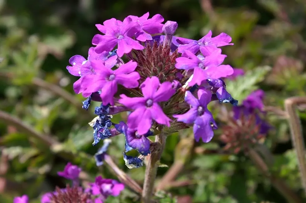 Rose Verbena (Verbena Canadensis) — This herbaceous biennial reaches 12-24 inches tall and spreads about 10-18 inches wide; the leaves are, image 48