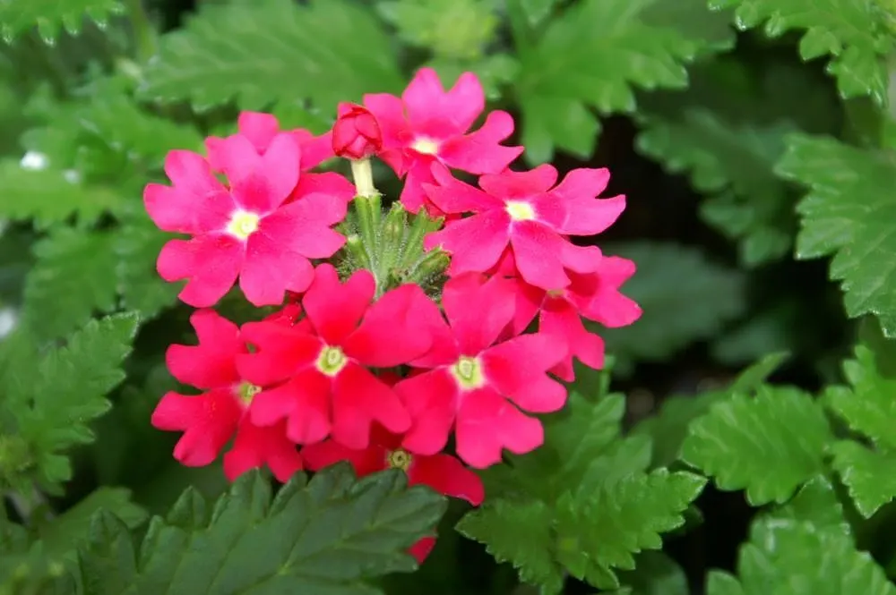 Rose Verbena (Verbena Canadensis) — Sweet William offers delightful fragrance and attracts pollinators while being deer-resistant; showcasing an array of