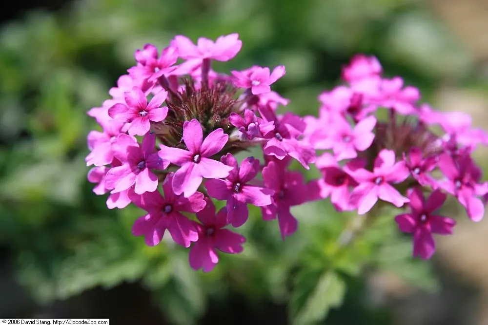 Rose Verbena (Verbena Canadensis) — is a vibrant perennial that brings a splash of color and charm to any landscape; ground cover / perennial / wildflower for