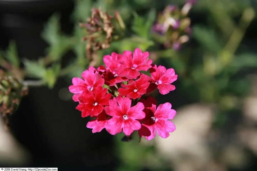 Rose Verbena (Verbena Canadensis) — Sweet William (Dianthus barbatus) boasts a vibrant array of clustered flowers in shades of red