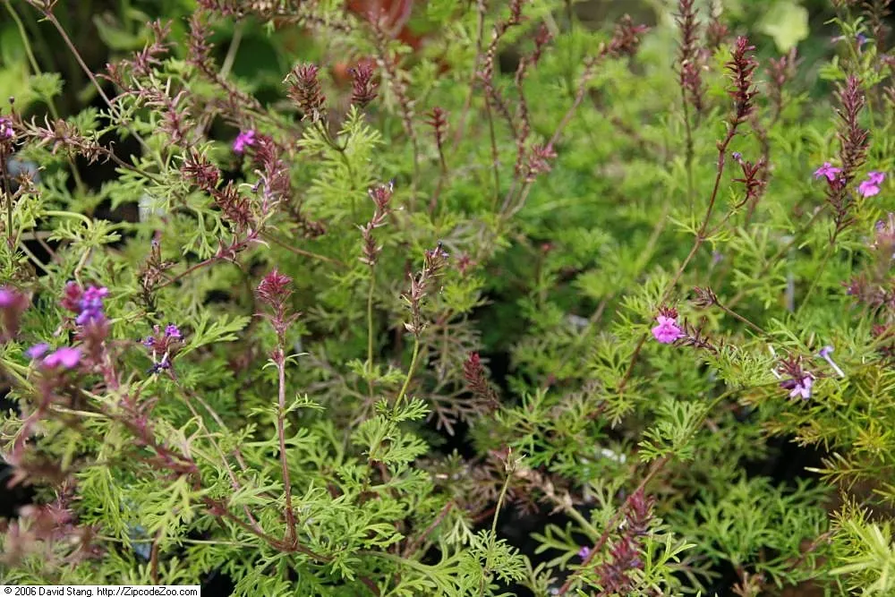 Rose Verbena (Verbena Canadensis) — A quintessential cottage garden staple; this herbaceous biennial reaches 12-24 inches tall and spreads about, image 50