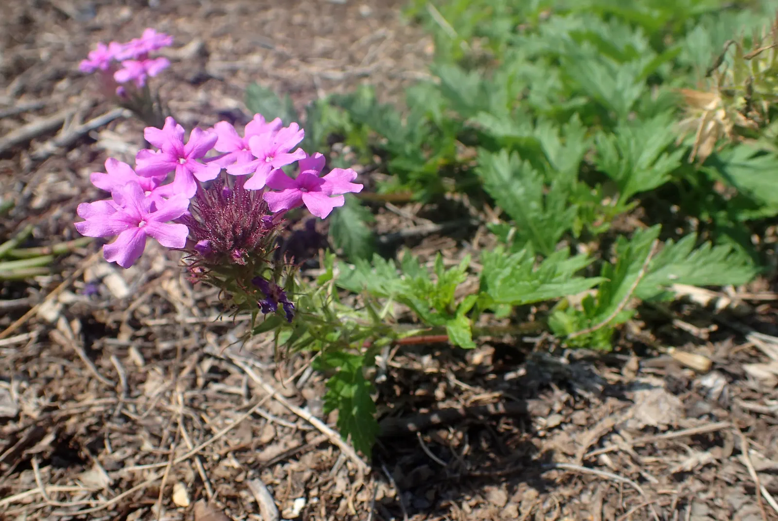 Rose Verbena (Verbena Canadensis) — Moderately drought-resistant once established