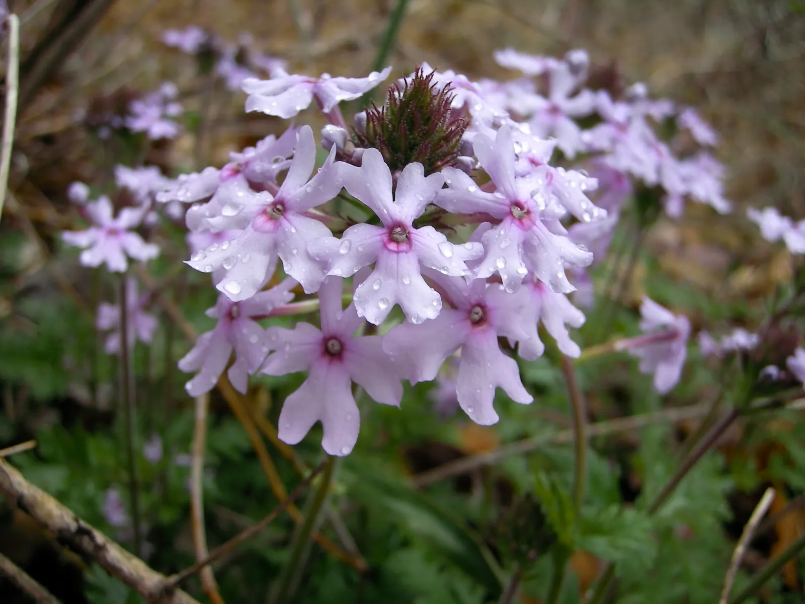 Rose Verbena (Verbena Canadensis) — preferring full sun to partial shade