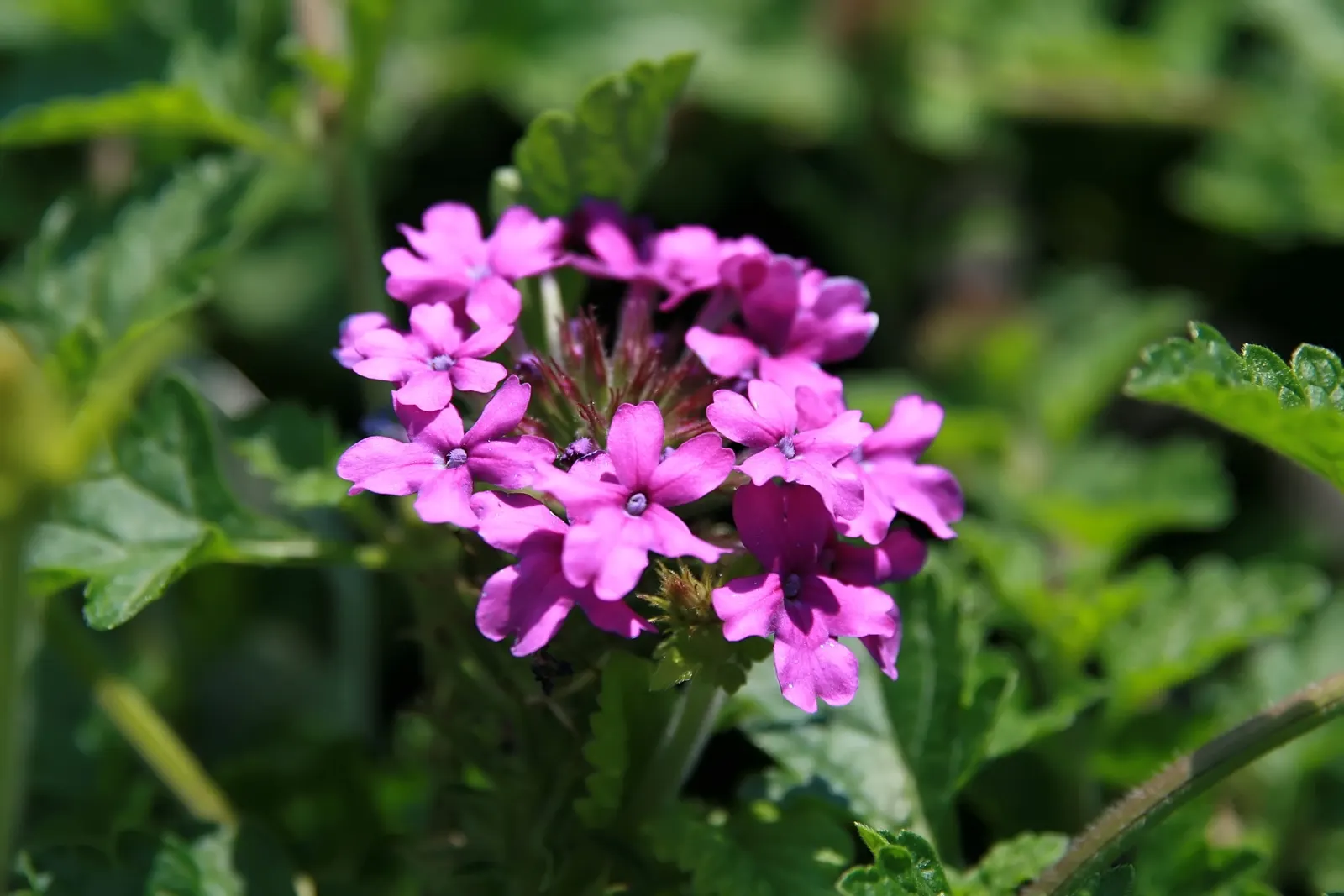 Rose Verbena (Verbena Canadensis) — ground cover / perennial / wildflower with red blooms; it performs best in well-drained soil with a pH range of 6.0 to 7.5