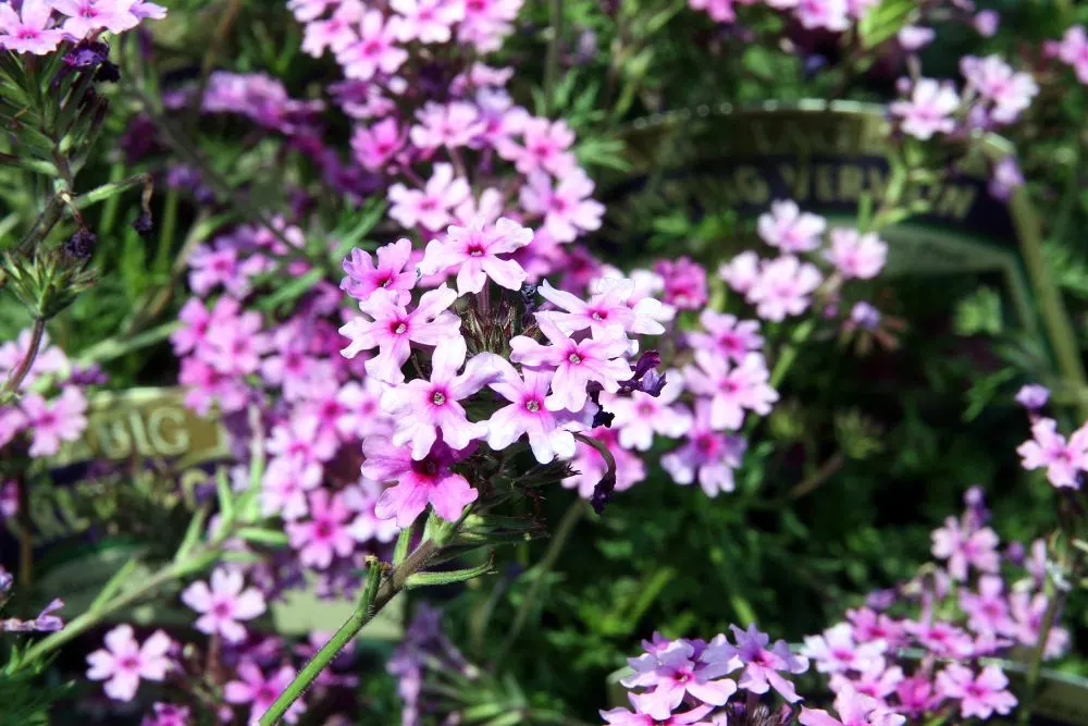Rose Verbena (Verbena Canadensis) — this plant reaches a height of 12 to 18 inches and spreads about 12 to 24 inches; its showy blossoms form, image 61
