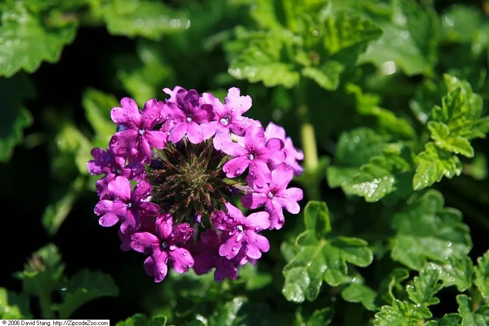 Rose Verbena (Verbena Canadensis) — making it suitable for both borders and container planting.<br><br>For a full and healthy growth