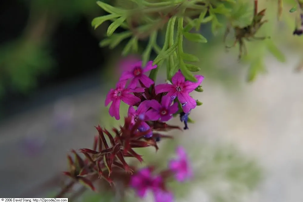 Rose Verbena (Verbena Canadensis) — Moderately drought-resistant once established; ideal for USDA zones 3-9, it thrives in full sun to partial, image 60