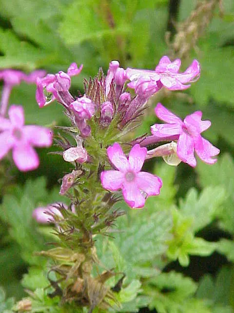 Rose Verbena (Verbena Canadensis) — Moderately drought-resistant once established; ideal for USDA zones 3-9, it thrives in full sun to partial shade, requiring