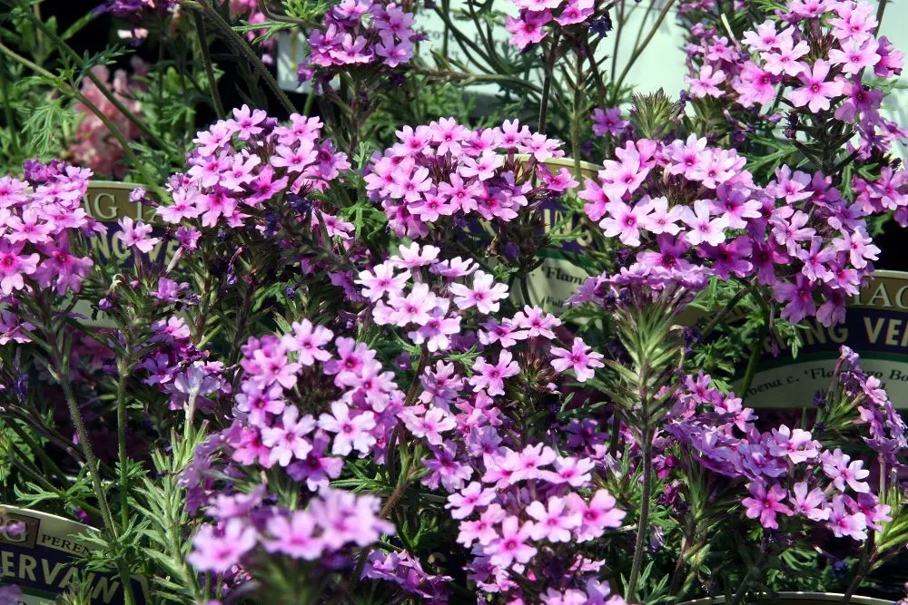 Rose Verbena (Verbena Canadensis) — Ideal for USDA zones 3-9, it thrives in full sun to partial shade, requiring well-drained soil; this perennial, image 49