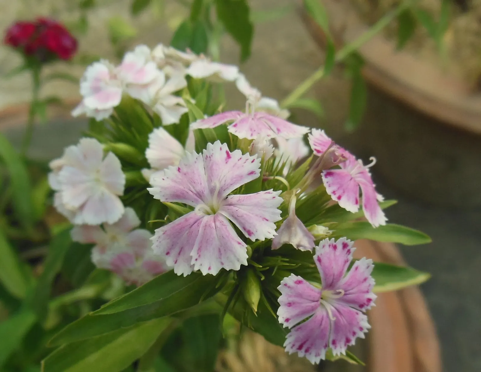 Rose Verbena (Verbena Canadensis) — this plant reaches a height of 12 to 18 inches and spreads about 12 to 24 inches; its showy blossoms form clusters atop