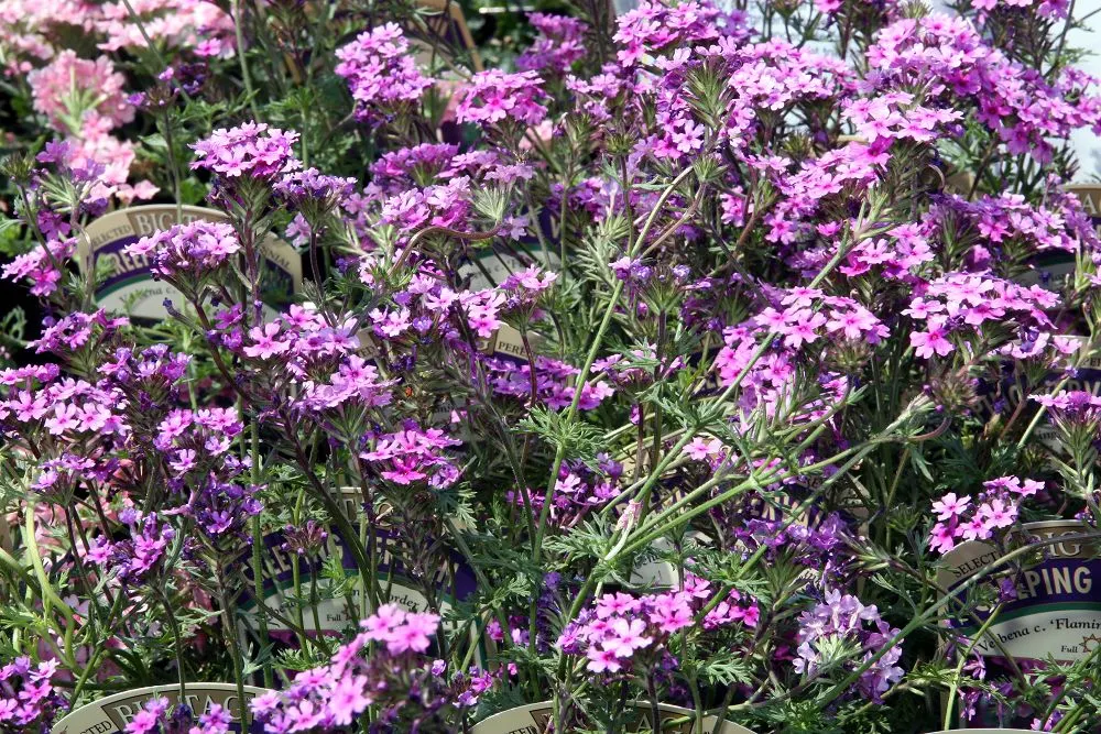 Rose Verbena (Verbena Canadensis) — As a low maintenance plant with a long flowering period and tolerance for mild drought conditions; ground cover / perennial