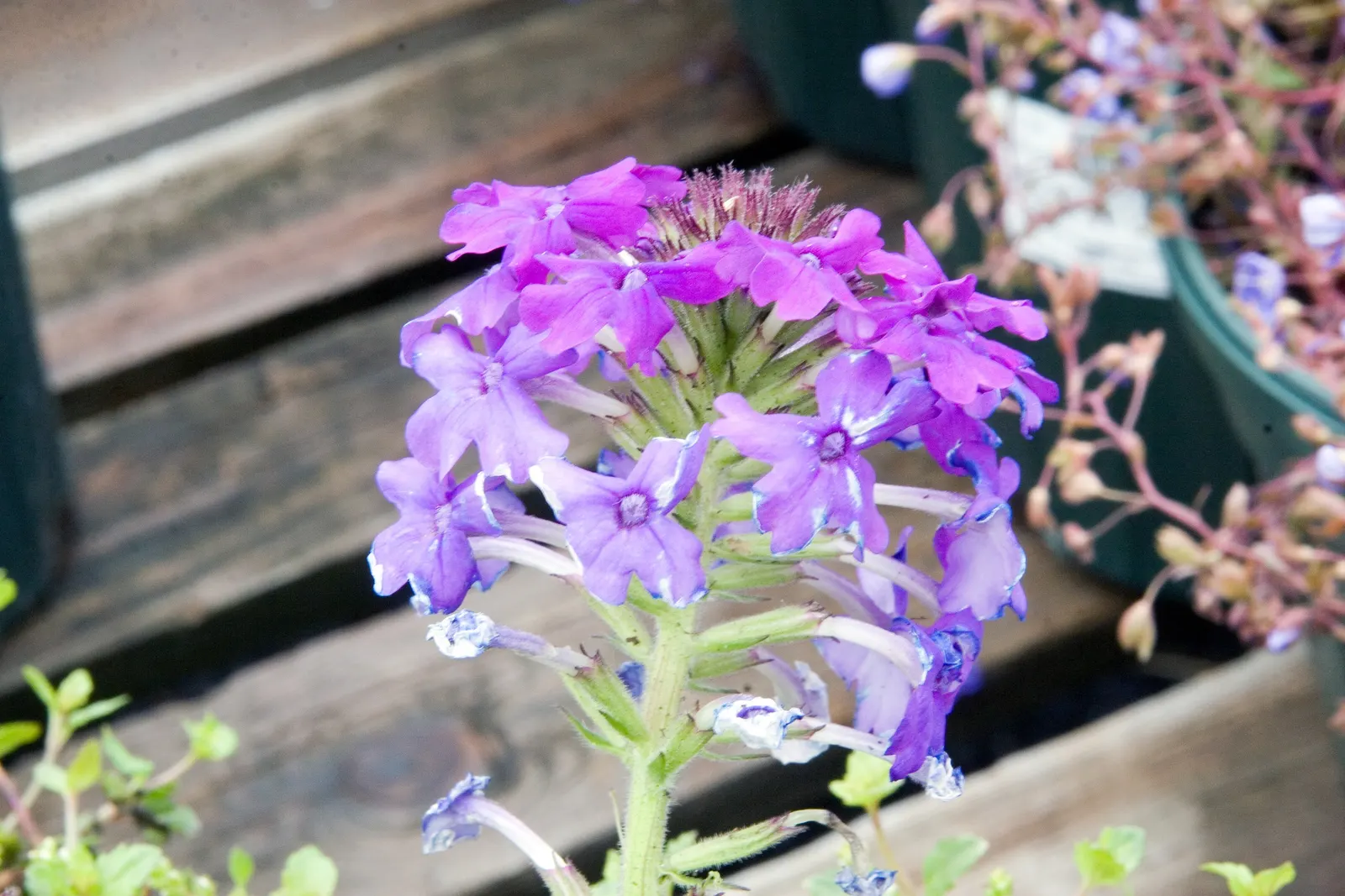 Rose Verbena (Verbena Canadensis) — showcasing an array of magenta