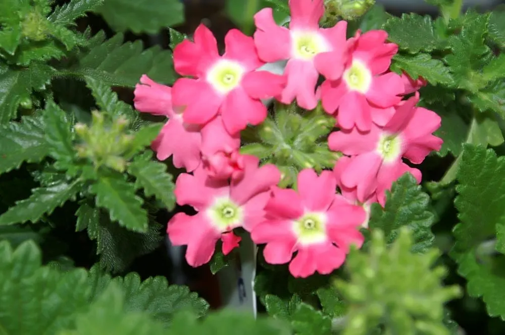Rose Verbena (Verbena Canadensis) — Ideal for USDA zones 3-9, it thrives in full sun to partial shade, requiring well-drained soil; this perennial can also