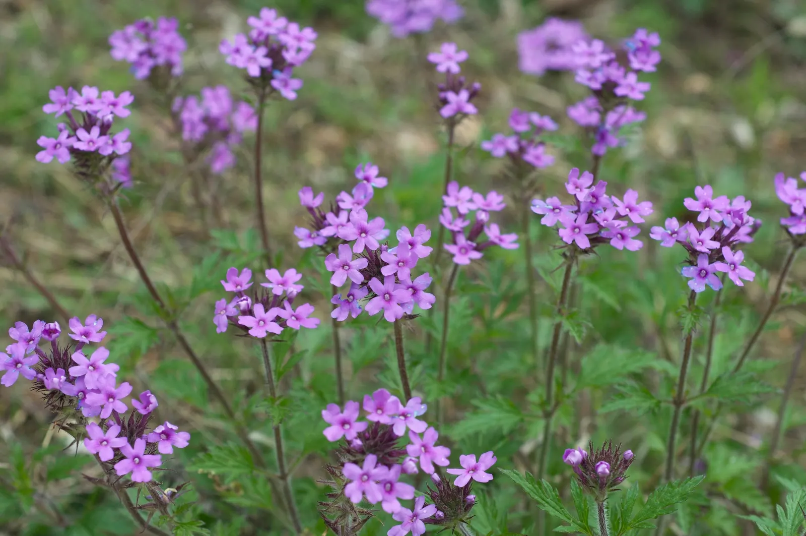 Rose Verbena (Verbena Canadensis) — often referred to as Sweet William
