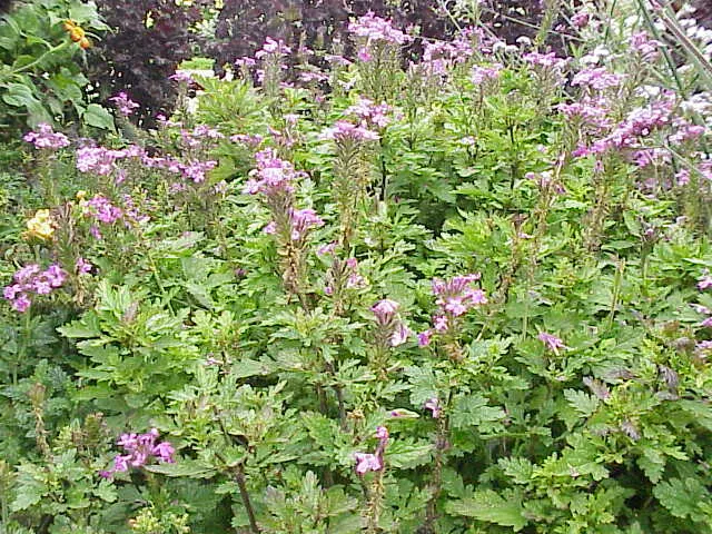Rose Verbena (Verbena Canadensis) — adding life and movement to your garden's ecosystem; this plant reaches a height of 12 to 18 inches and spreads about 12 to