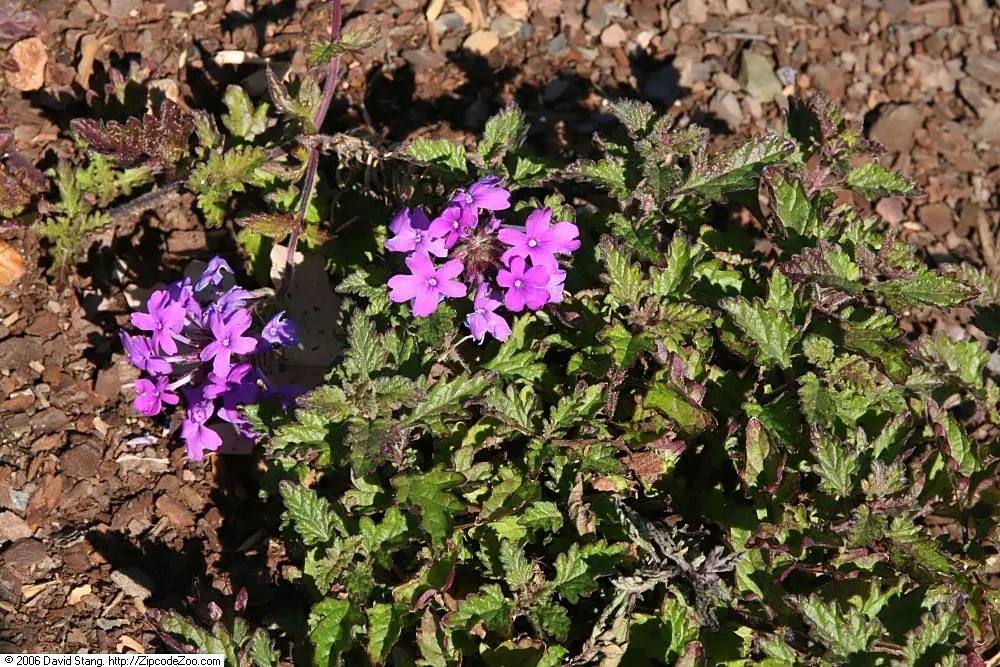 Rose Verbena (Verbena Canadensis) — is a vibrant perennial that brings a splash of color and charm to any landscape