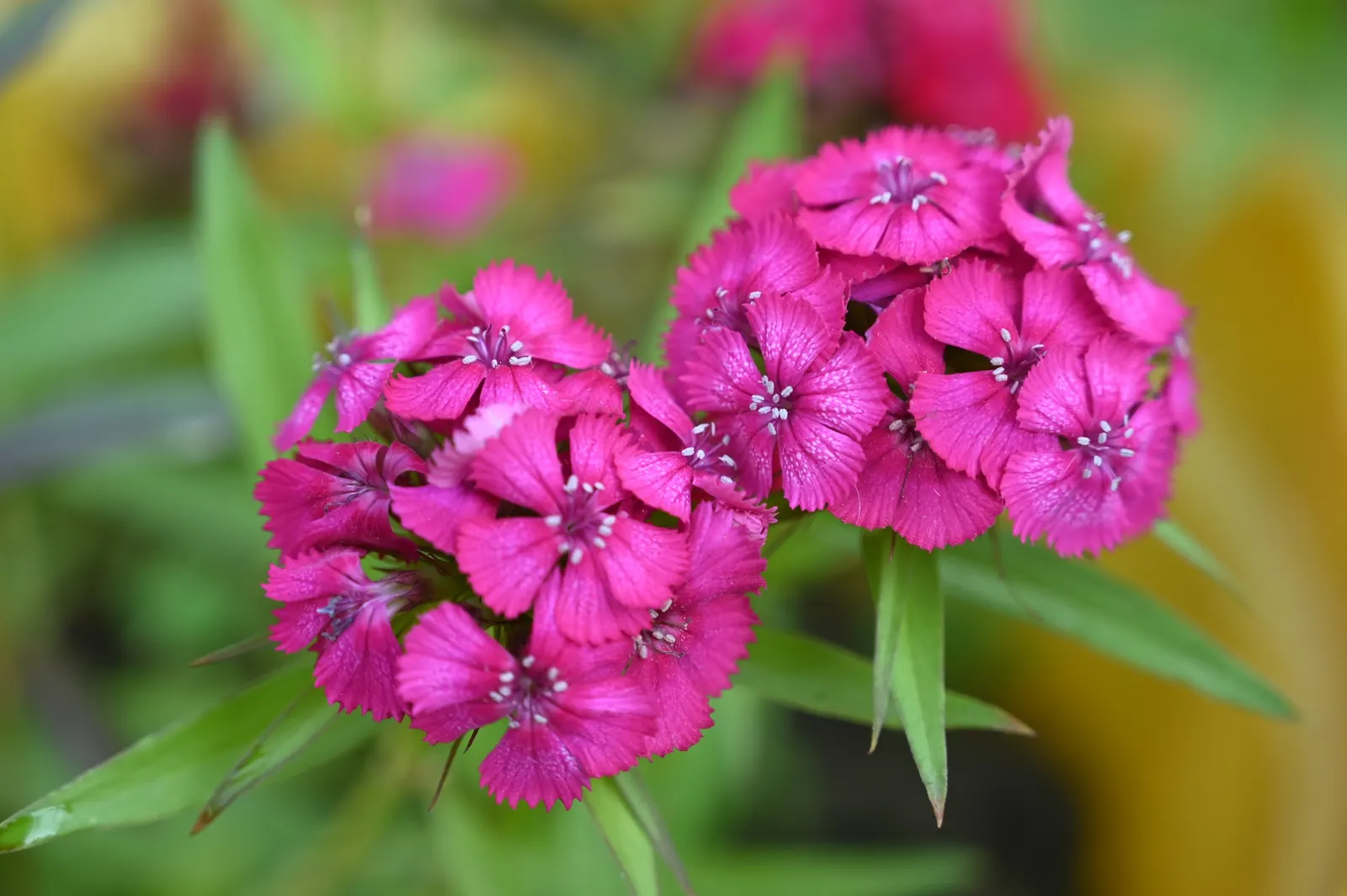 Rose Verbena (Verbena Canadensis) — this plant reaches a height of 12 to 18 inches and spreads about 12 to 24 inches